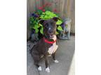 Adopt Dora a Brown/Chocolate Mountain Cur / Mixed dog in Homewood, IL (38743284)