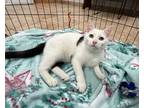 Adopt Flounder - In Foster a Domestic Shorthair / Mixed cat in Birdsboro