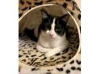 Adopt Ariel - In Foster a Domestic Shorthair / Mixed cat in Birdsboro