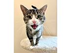 Adopt Zury a Brown Tabby Domestic Shorthair / Mixed (short coat) cat in