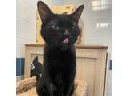 Adopt Twizzler a All Black Domestic Shorthair / Mixed cat in New York