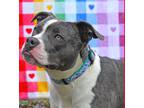 Adopt Sophie a Black - with White Pit Bull Terrier / Mixed dog in Marble