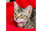 Adopt Madelyn a Gray, Blue or Silver Tabby Domestic Shorthair / Mixed (short