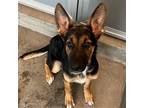 Adopt Perla a Mixed Breed (Medium) / Mixed dog in Rancho Santa Fe, CA (38788071)