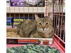 Adopt Grouser a Brown Tabby Domestic Shorthair / Mixed (short coat) cat in