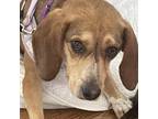 Adopt Lola a Brown/Chocolate Beagle / Mixed dog in Fairfax Station