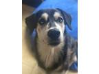 Adopt Sunny a Shepherd (Unknown Type) / Husky / Mixed dog in Matawan