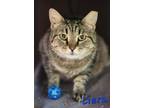 Adopt Liera a Domestic Shorthair / Mixed (short coat) cat in Cambridge