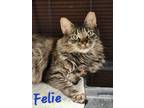 Adopt Felie a Domestic Longhair / Mixed (long coat) cat in Cambridge