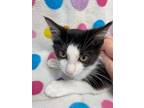 Adopt Ace a Black & White or Tuxedo Domestic Mediumhair (medium coat) cat in