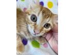 Adopt Sullivan a Orange or Red Tabby Domestic Mediumhair (medium coat) cat in