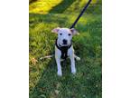 Adopt Oki a White - with Red, Golden, Orange or Chestnut Pit Bull Terrier /
