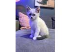 Adopt Girly a Domestic Shorthair / Mixed cat in Salt Lake City, UT (38804726)