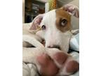 Adopt Zeke **Rescue Center** a White Blue Heeler dog in Littleton, CO (38795338)