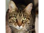 Adopt Poubelle a Domestic Shorthair / Mixed cat in Nashville, IN (38622706)