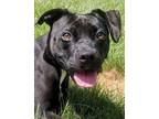 Adopt Lucy a Black Mixed Breed (Medium) / Mixed dog in Blackwood, NJ (38718356)