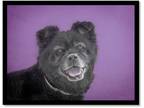 Adopt LULU a Black - with Gray or Silver Chow Chow / Puggle / Mixed dog in
