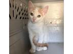 Adopt Ugo a White Domestic Shorthair / Mixed cat in Yucaipa, CA (38803689)