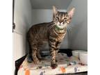 Adopt Athena a Brown or Chocolate Domestic Shorthair / Mixed cat in Yucaipa