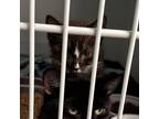 Adopt Paddy a All Black Domestic Shorthair / Mixed cat in Yucaipa, CA (38801087)