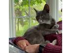 Adopt Susy Starlight a Gray or Blue Domestic Shorthair / Mixed cat in New York