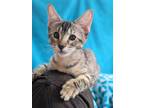 Adopt Aster Lane a Domestic Shorthair / Mixed (short coat) cat in Chandler