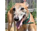 Adopt XB TWEAK a Red/Golden/Orange/Chestnut Greyhound / Mixed dog in Grandville