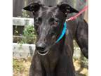 Adopt LOUISE a Black Greyhound / Mixed dog in Grandville, MI (38731363)