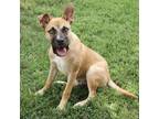 Adopt Mike a Tan/Yellow/Fawn German Shepherd Dog / Labrador Retriever / Mixed