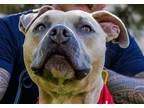 Adopt Lucas Jones - Adopt Me! a Tan/Yellow/Fawn American Staffordshire Terrier /