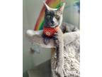 Adopt Ajax a Domestic Shorthair / Mixed (short coat) cat in Vallejo