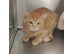 Adopt Freud a Orange or Red Tabby Domestic Shorthair / Mixed (short coat) cat in