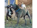 Adopt Lincoln a Gray/Silver/Salt & Pepper - with Black Mixed Breed (Large) /