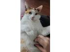 Adopt Luna a Calico / Mixed cat in Wyandotte, MI (38802294)
