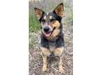 Adopt Chai a Black - with Brown, Red, Golden, Orange or Chestnut Australian