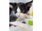 Adopt Soccer a Black & White or Tuxedo Domestic Shorthair (short coat) cat in