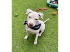 Adopt Perfect Lady!!! a White American Pit Bull Terrier / Mixed dog in Bonita