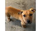 Adopt Olivia a Mixed Breed (Medium) / Mixed dog in Rancho Santa Fe