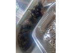 Adopt Rolina a All Black Domestic Shorthair / Domestic Shorthair / Mixed cat in