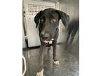 Adopt Milly a Black Labrador Retriever / Mixed dog in Fort Worth, TX (38801395)