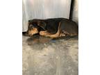 Adopt Herman a Black Labrador Retriever / Mixed dog in Fort Worth, TX (38801393)