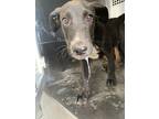 Adopt River a Black Labrador Retriever / Mixed dog in Fort Worth, TX (38801394)