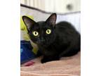 Adopt Minuet a Domestic Shorthair / Mixed cat in Novato, CA (38801267)