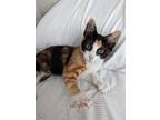 Adopt Penny a Calico or Dilute Calico American Shorthair / Mixed (short coat)