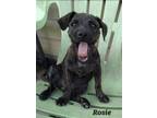 Adopt Rosie a Brindle Mixed Breed (Medium) / Mixed dog in Atascocita