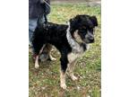 Adopt Goji Bear - So Ca a Black - with Tan, Yellow or Fawn Australian Shepherd /