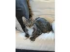 Adopt Felix (The Fortunate) a Brown Tabby Domestic Shorthair / Mixed (short
