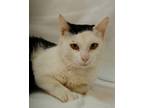 Adopt Buckeye a White Domestic Shorthair / Domestic Shorthair / Mixed cat in