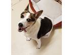 Adopt Zoey a Black Jack Russell Terrier / Mixed dog in Wickenburg, AZ (38800565)