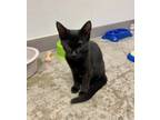 Adopt Soroka a Domestic Shorthair / Mixed (short coat) cat in Clinton